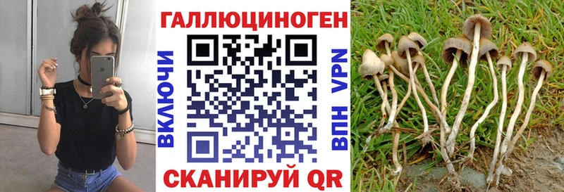 Псилоцибиновые грибы Cubensis Белокуриха